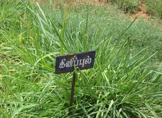 Guinea Grass